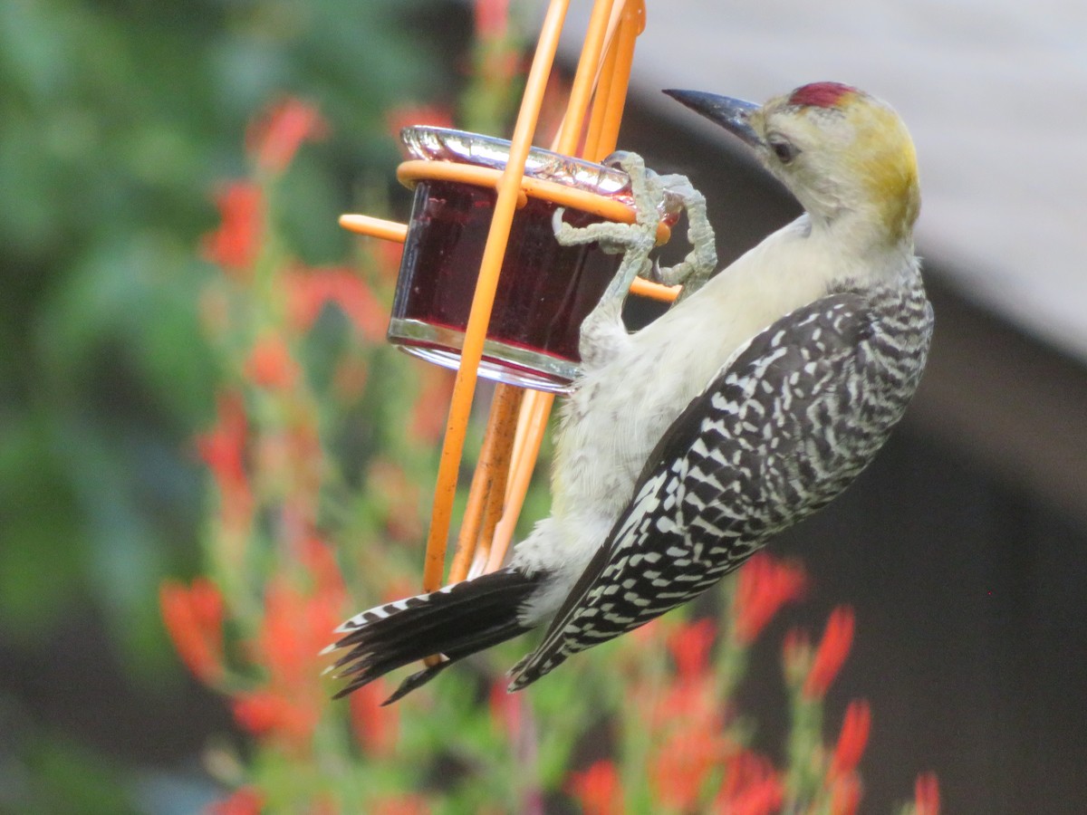 Golden-fronted Woodpecker - ML638360603