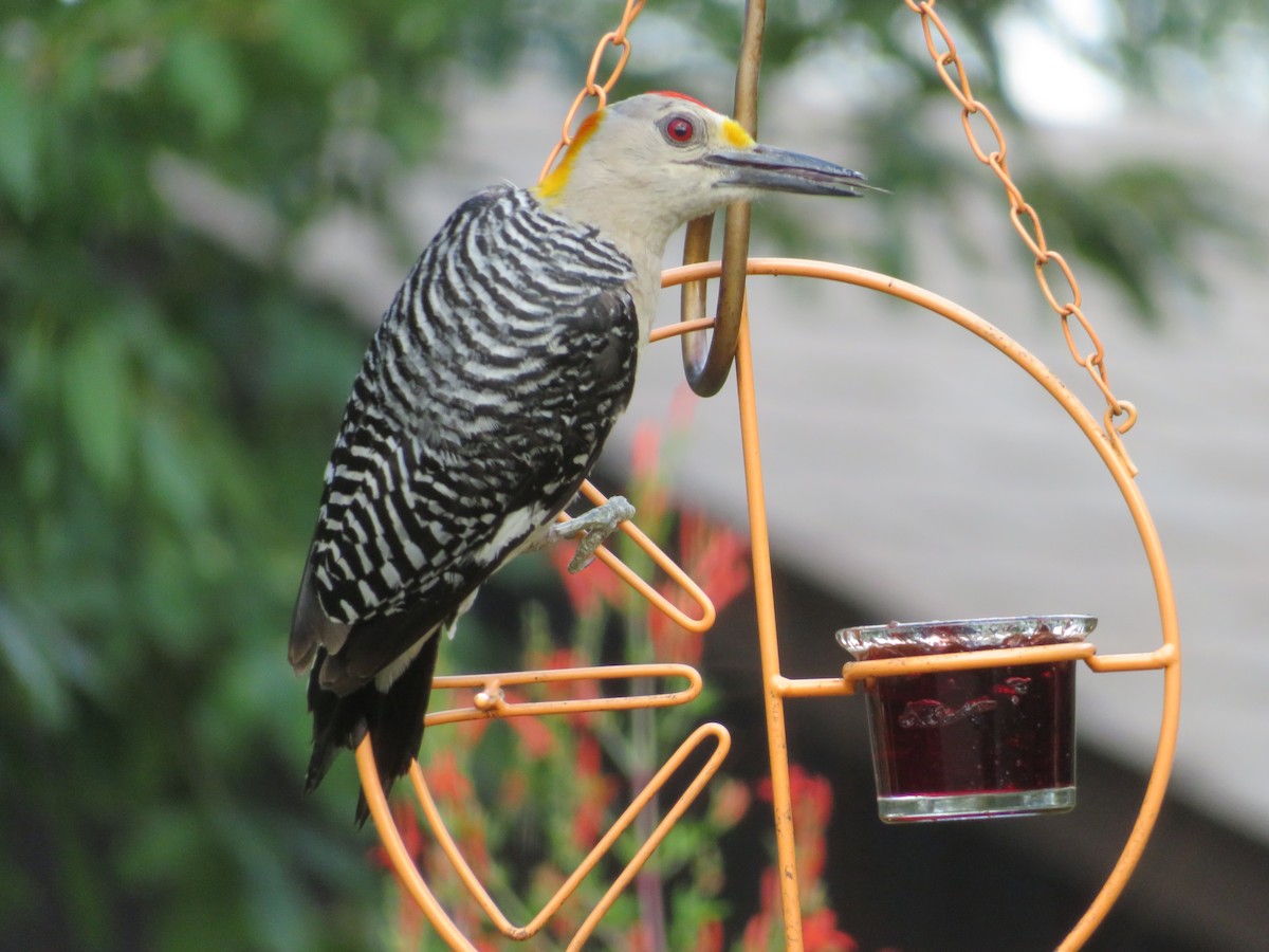 Golden-fronted Woodpecker - ML638360606