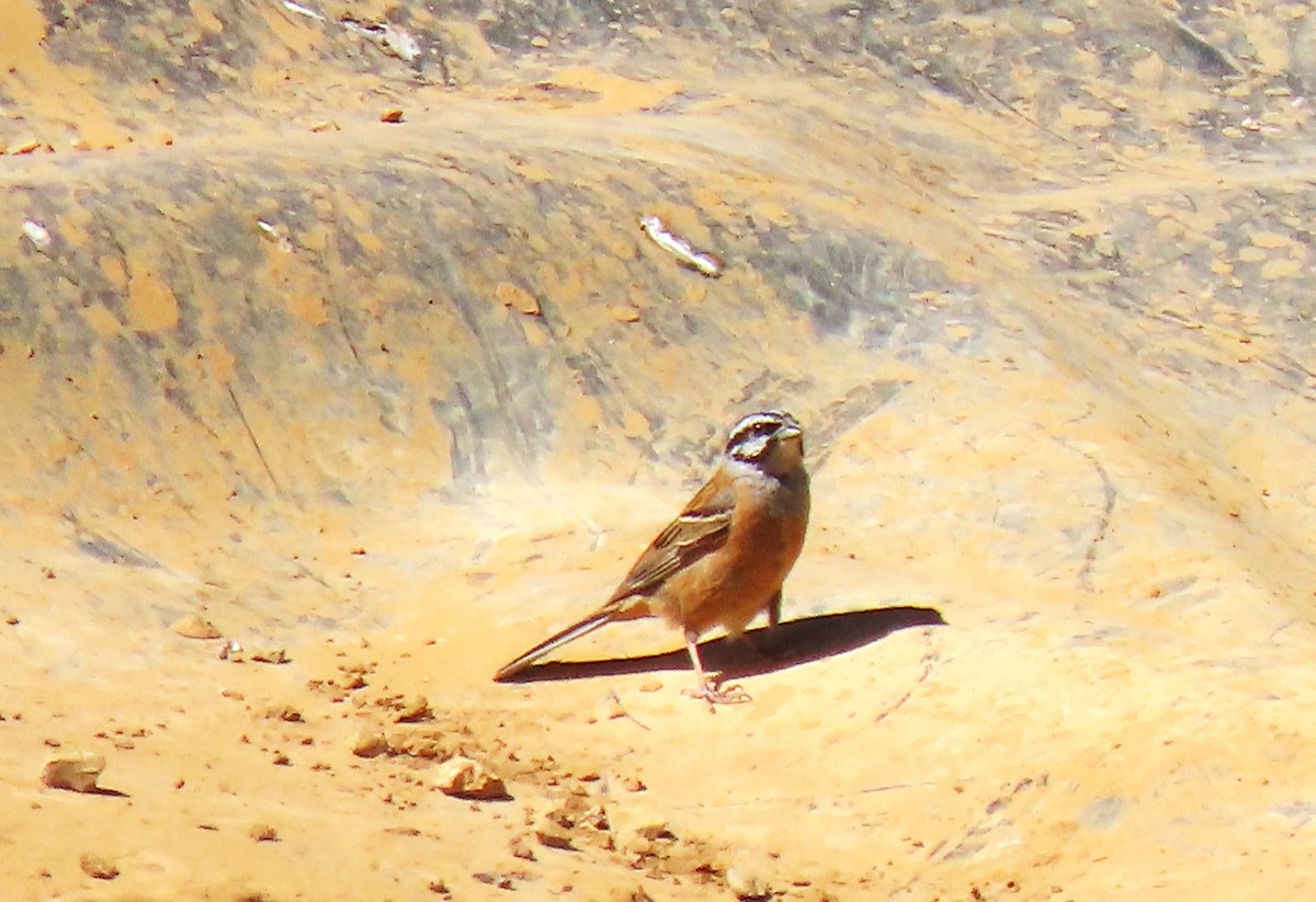 Rock Bunting - ML638360607