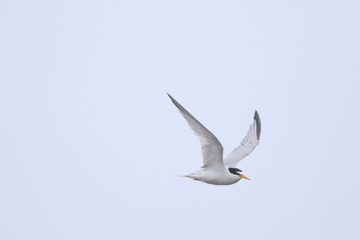 Least Tern - ML638360611