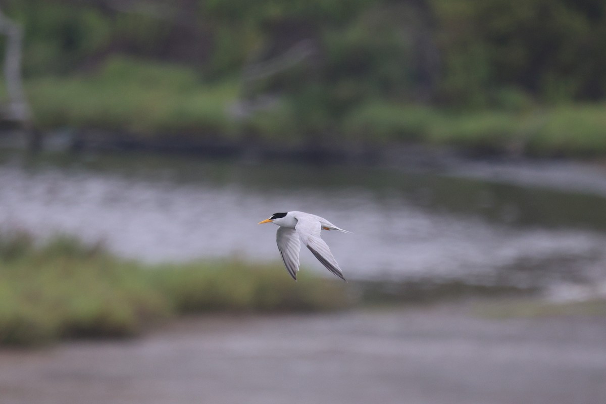 Least Tern - ML638360612