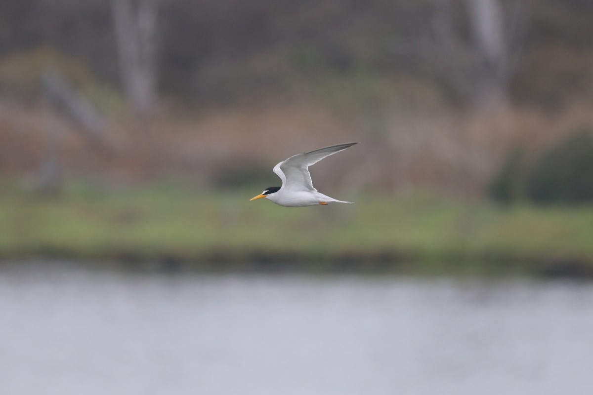 Least Tern - ML638360613