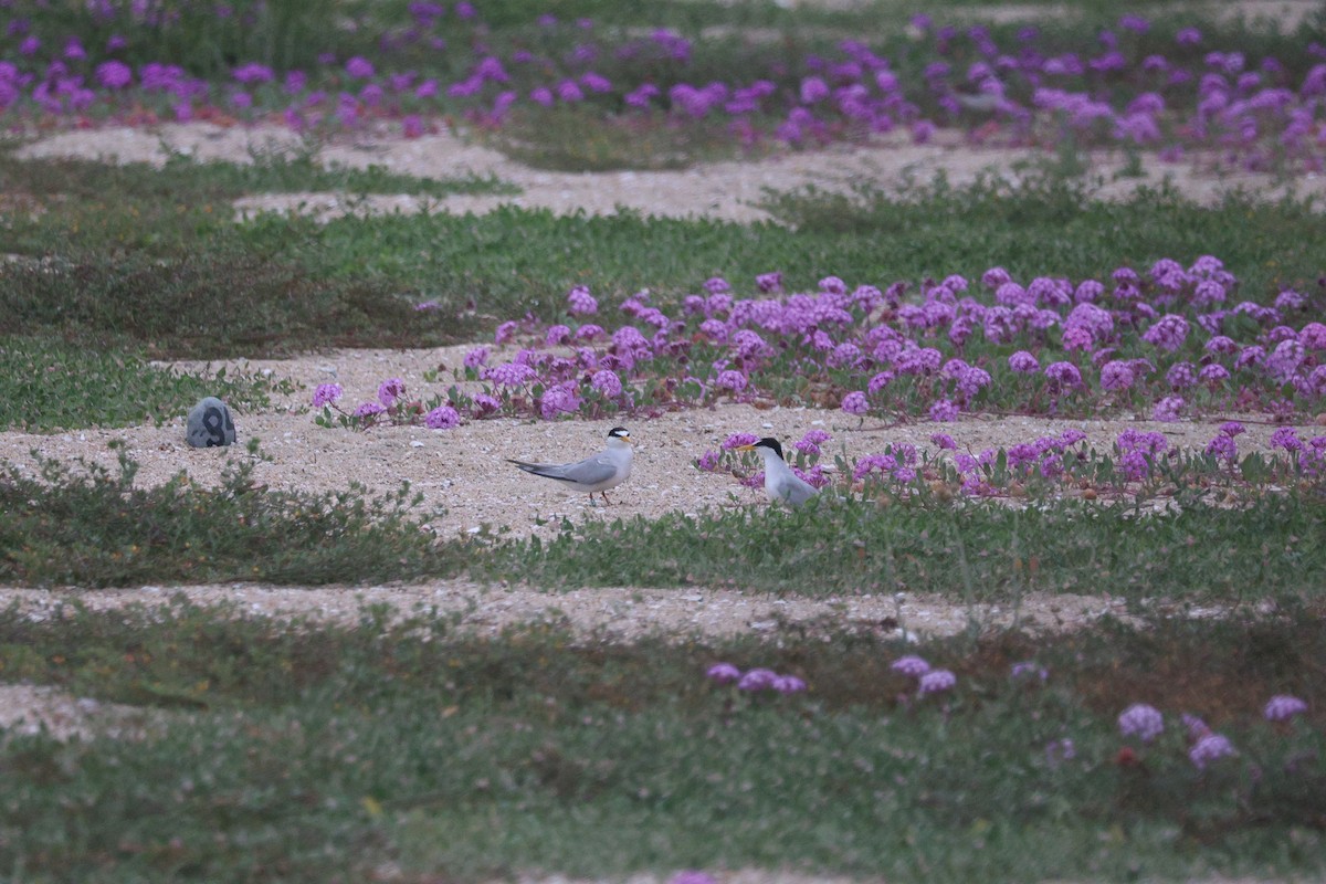 Least Tern - ML638360614