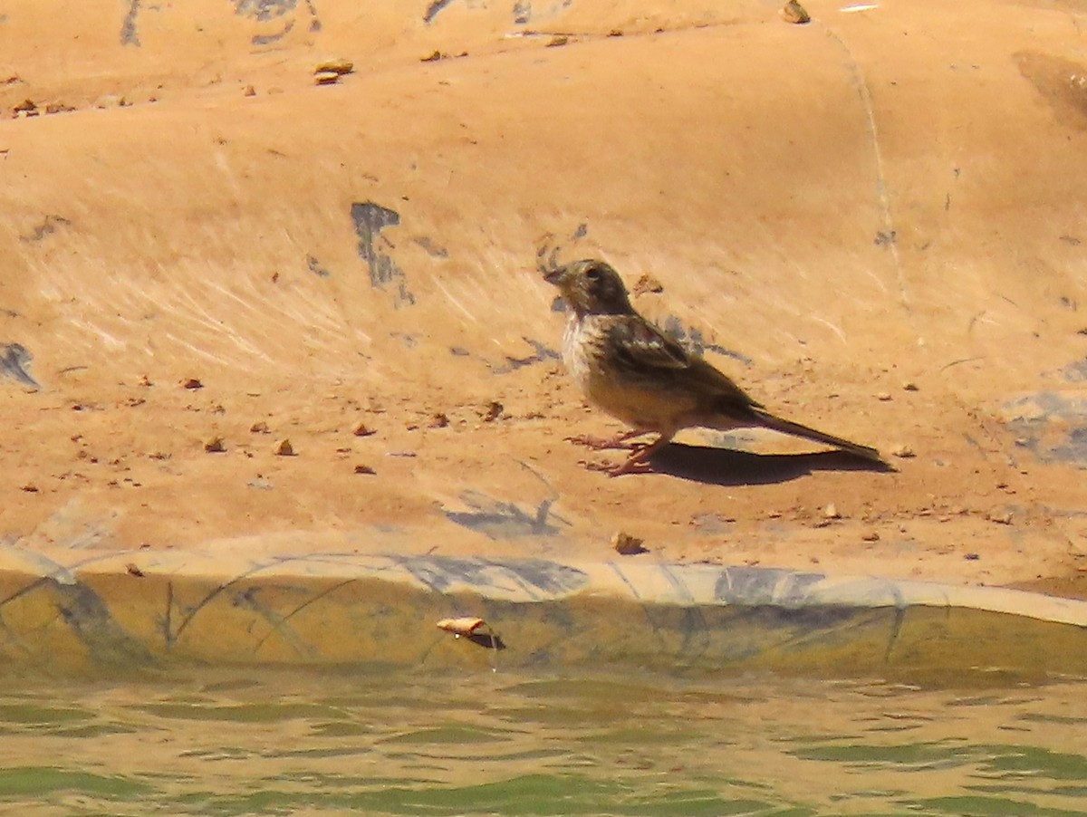 Rock Bunting - ML638360616