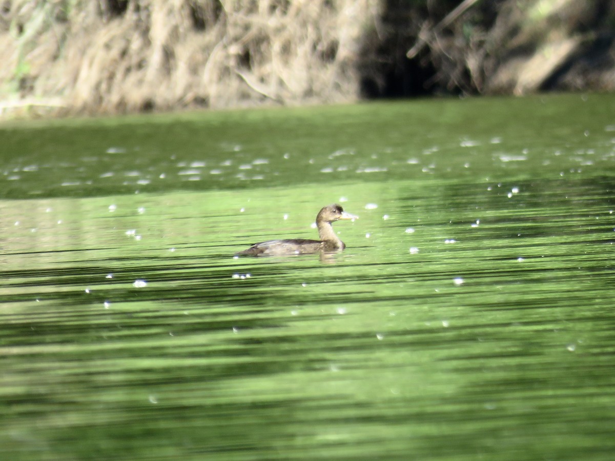 Hooded Merganser - ML638360619