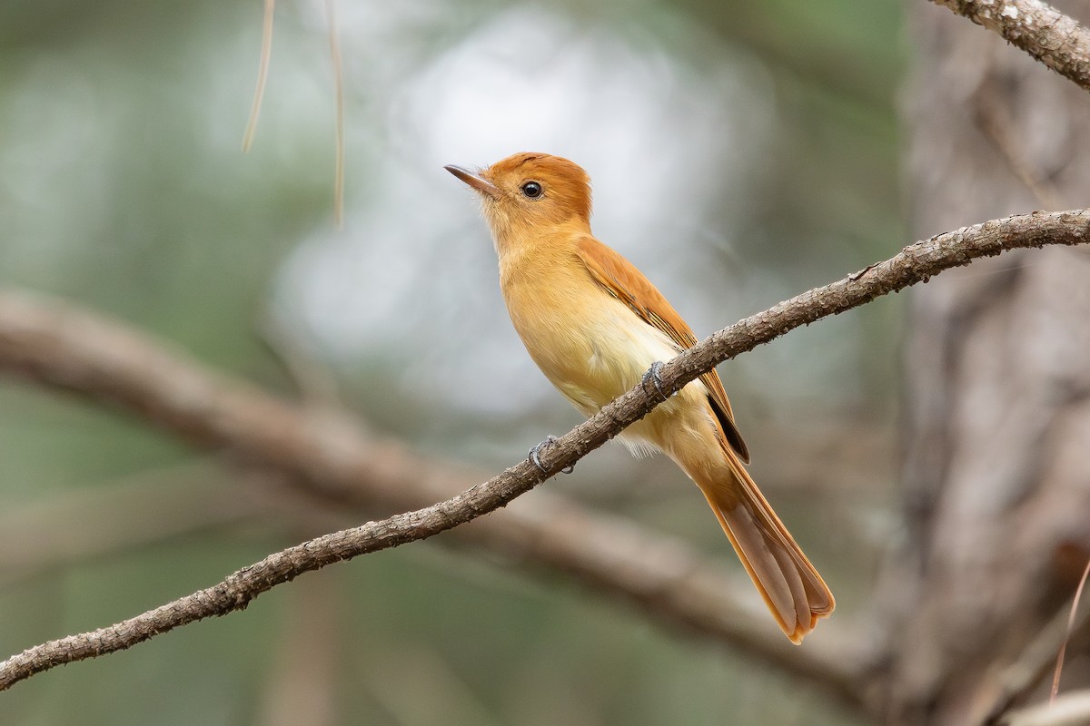 Rufous Casiornis - ML638360621