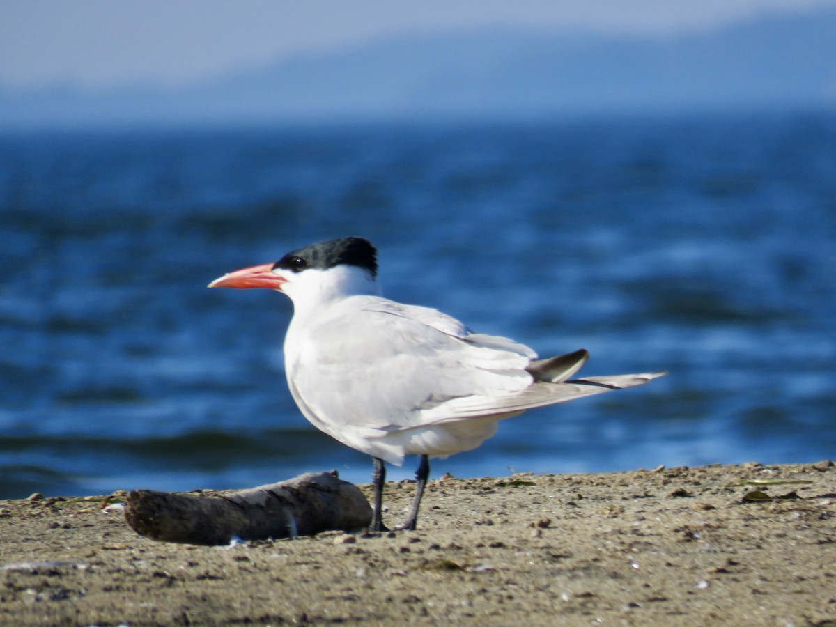 Caspian Tern - ML638360622