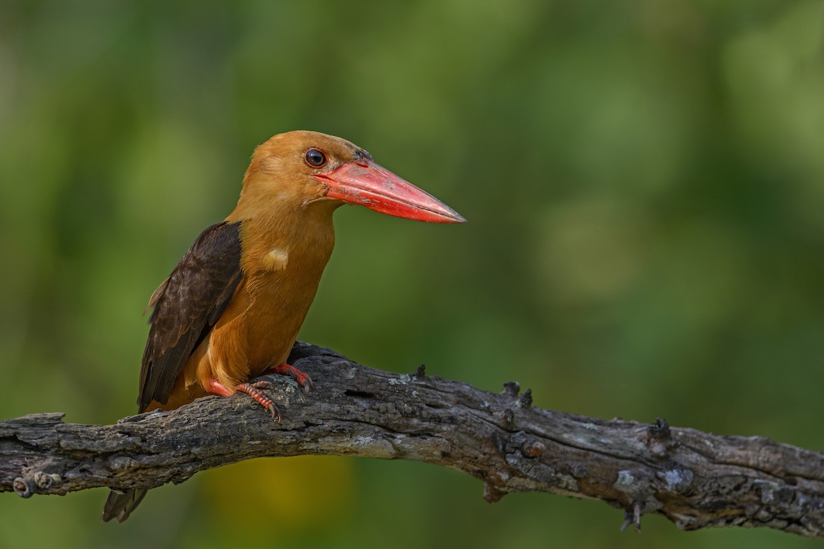 Brown-winged Kingfisher - ML638360623