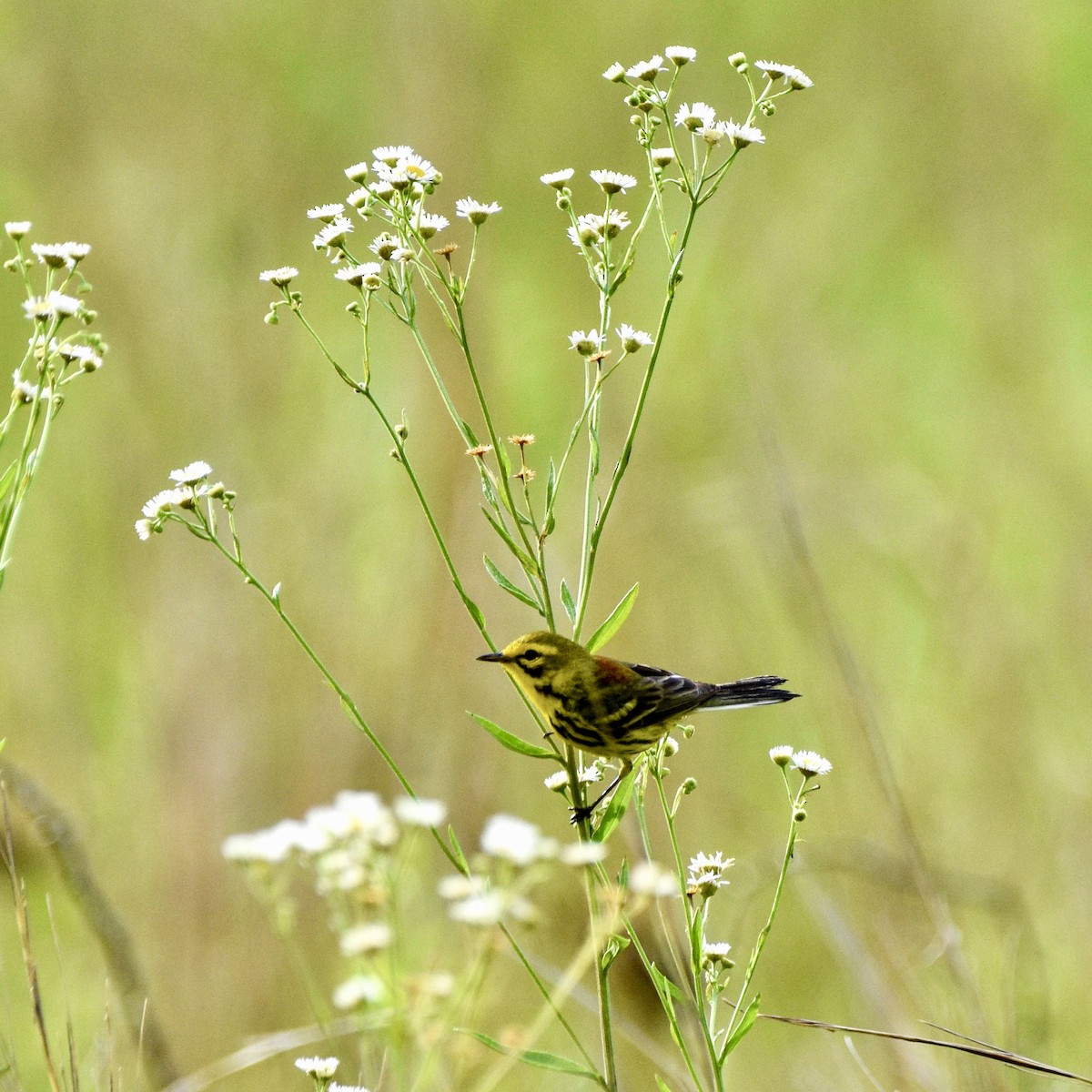 Prairie Warbler - ML638360625