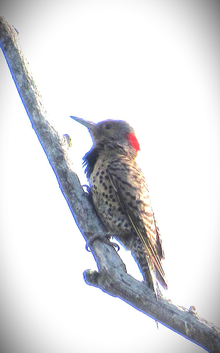 Northern Flicker (Yellow-shafted) - ML638360640