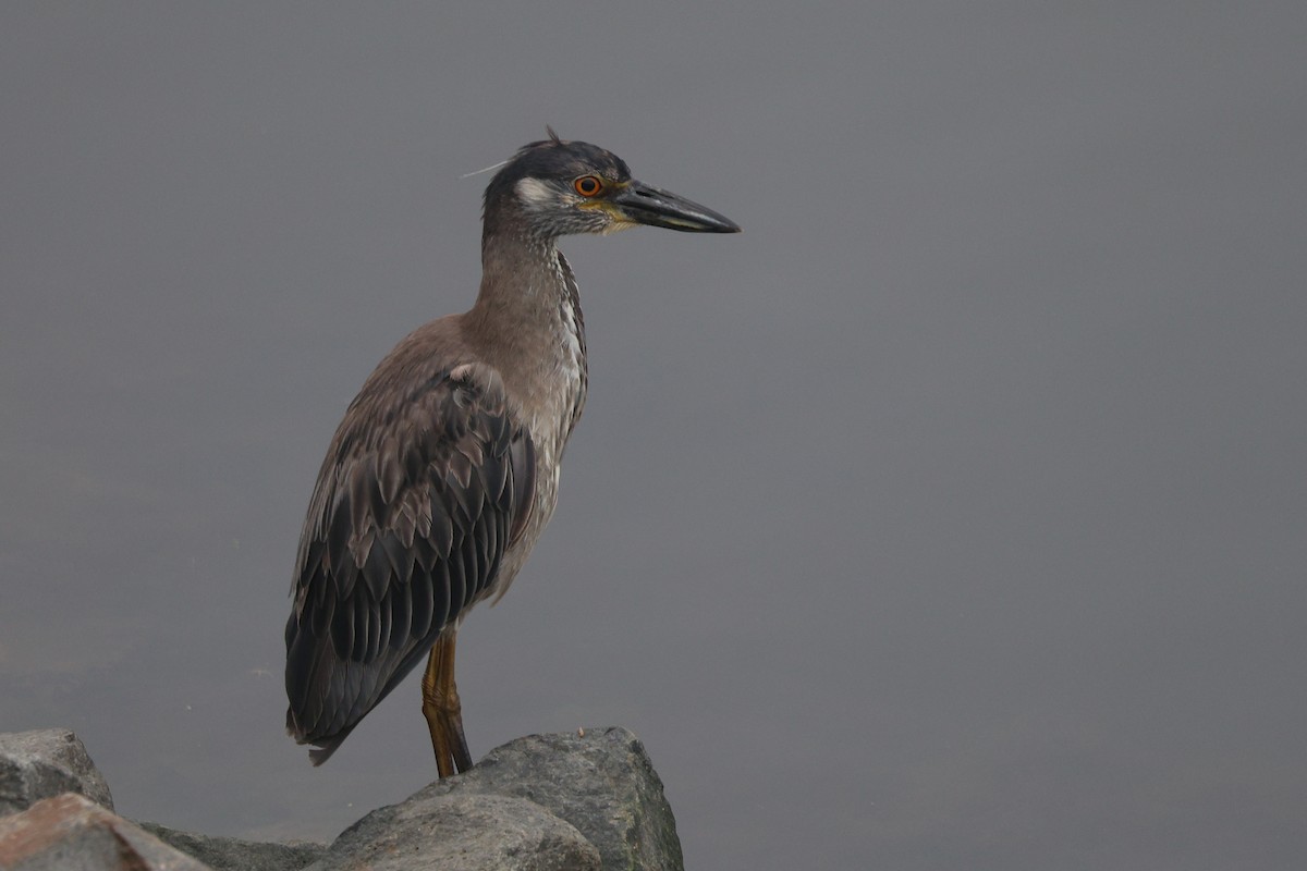 Krabbenreiher - ML638360673