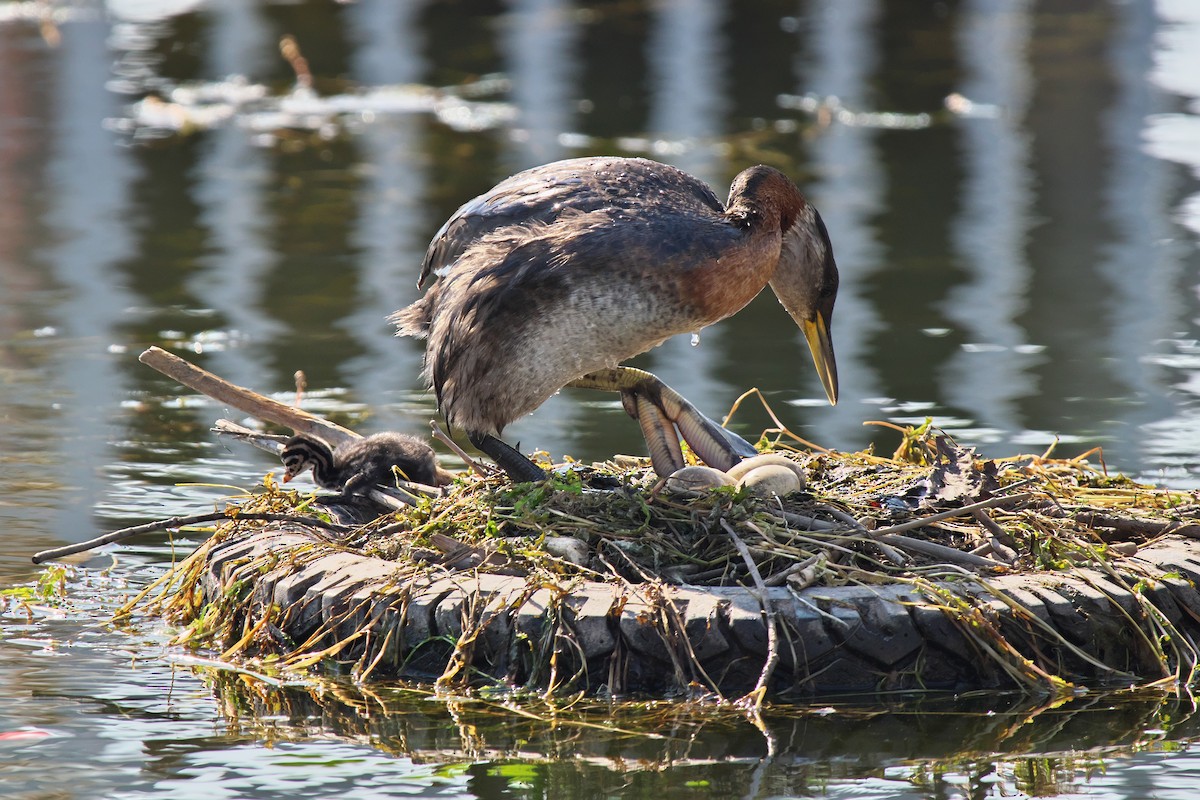 Red-necked Grebe - ML638360680