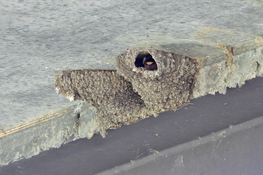 Cliff Swallow - ML638360684