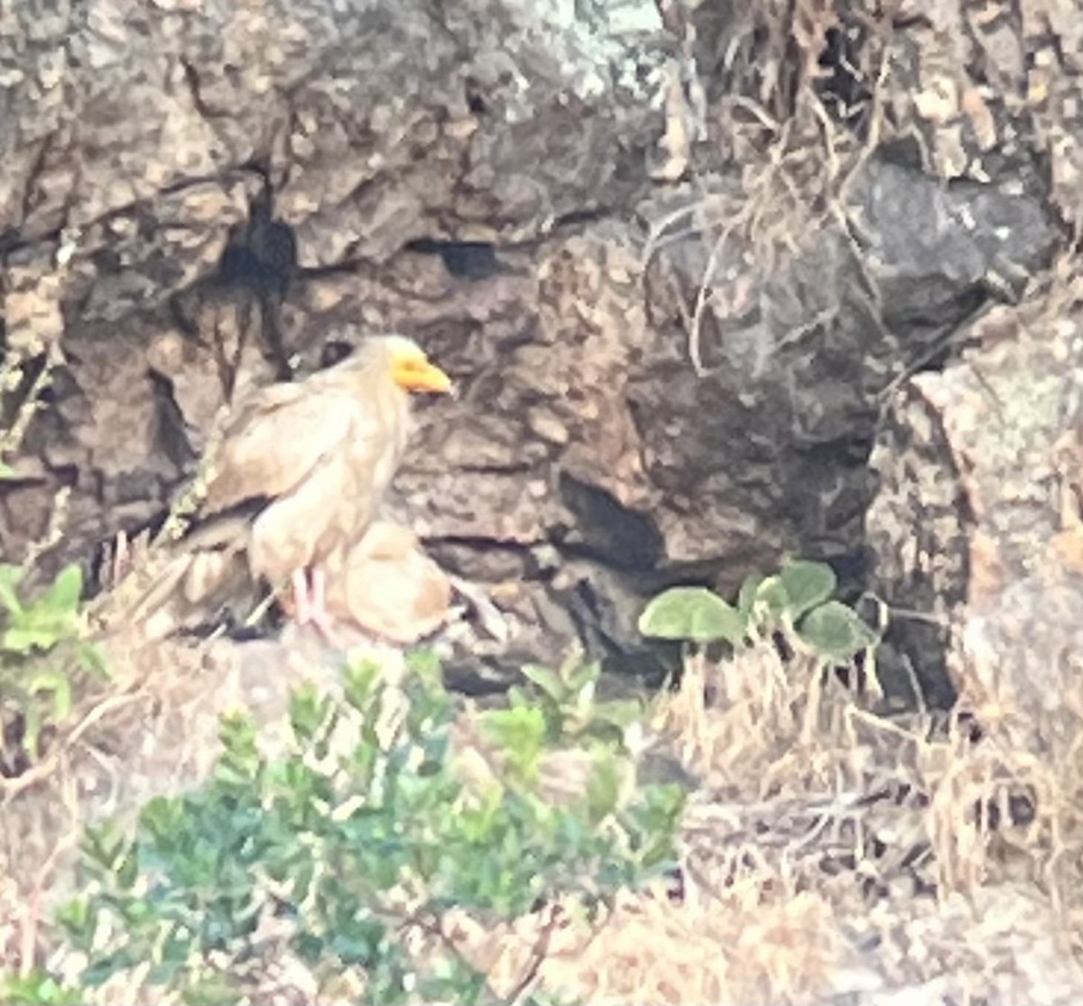 Egyptian Vulture - ML638360707