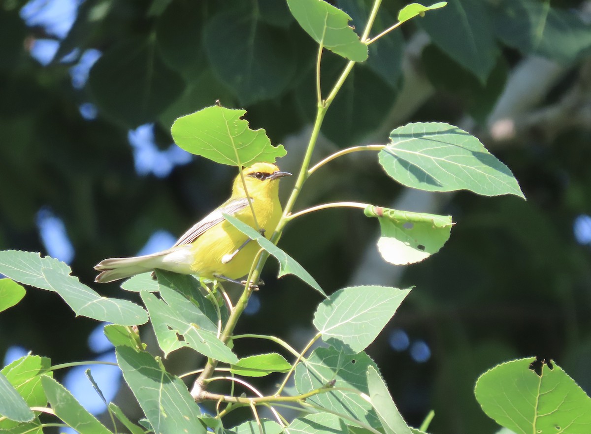 Blue-winged Warbler - ML638360712