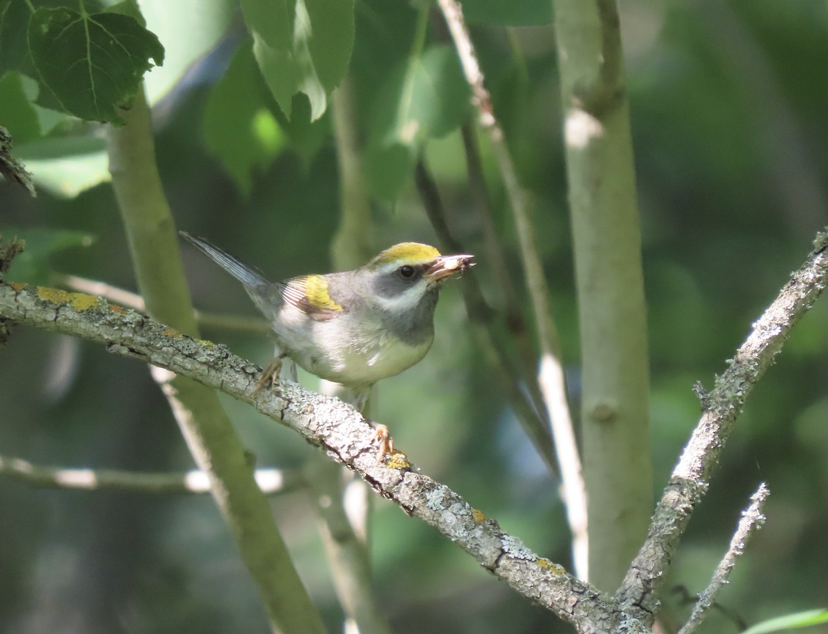Golden-winged Warbler - ML638360717