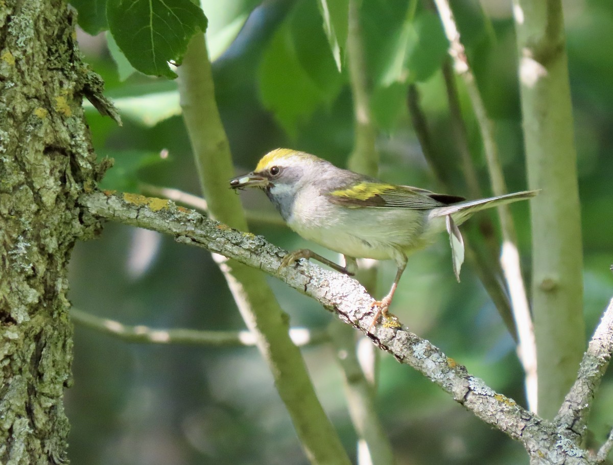 Golden-winged Warbler - ML638360718