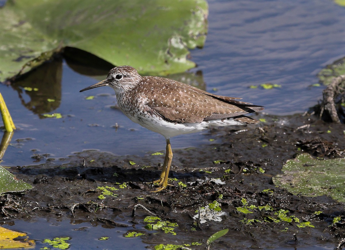 Solitary Sandpiper - ML638360720