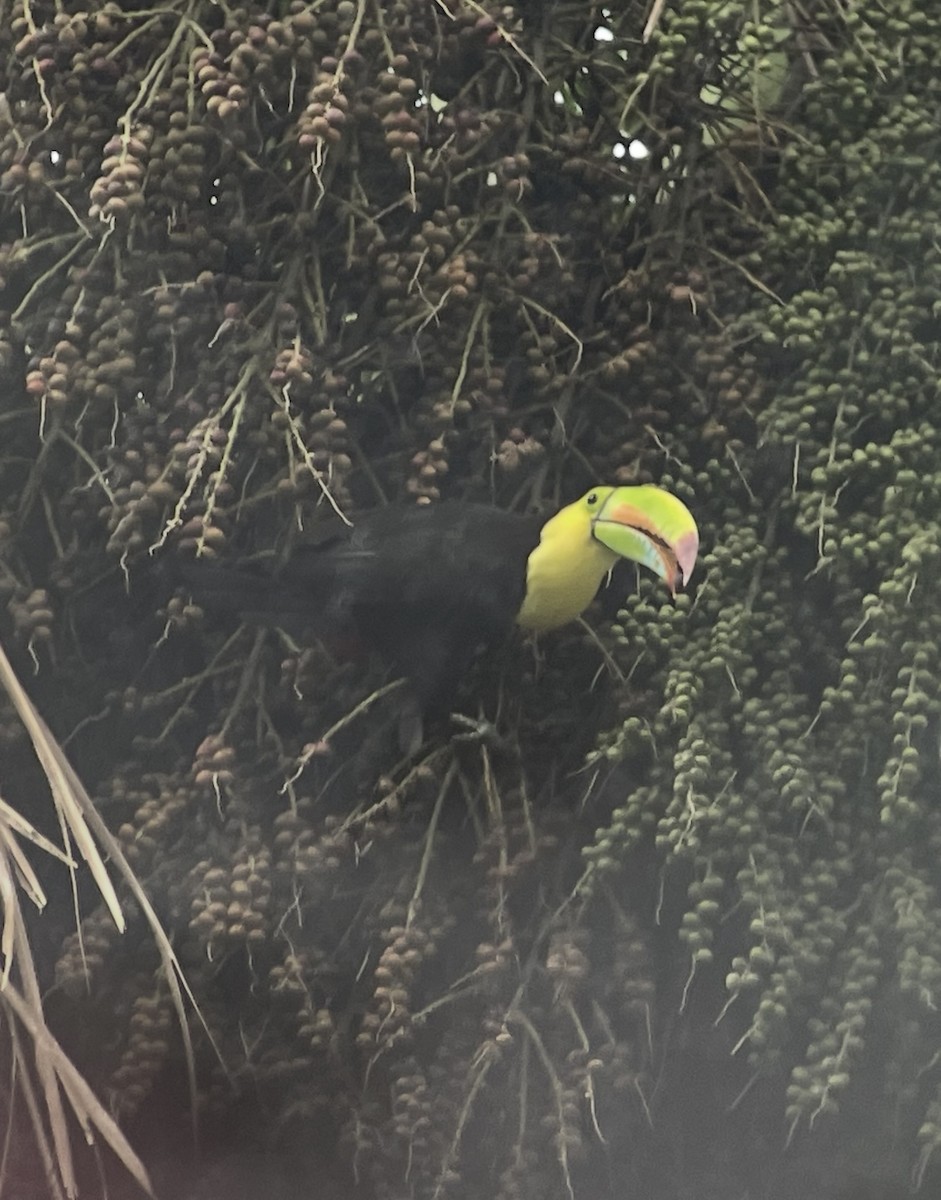 Toucan à carène - ML638360745