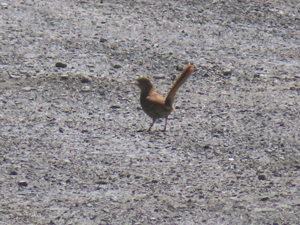 Brown Thrasher - ML638360756