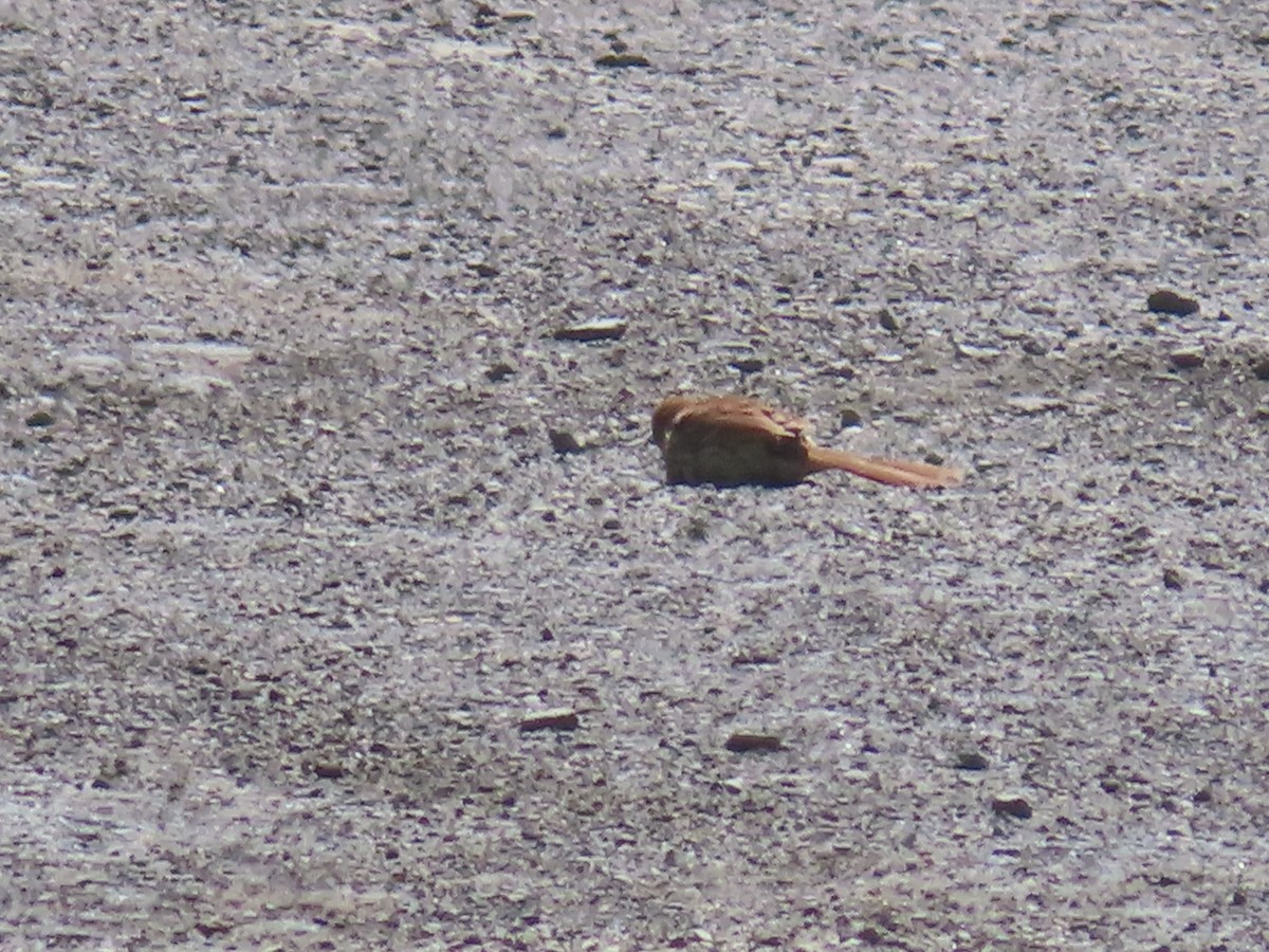 Brown Thrasher - ML638360757