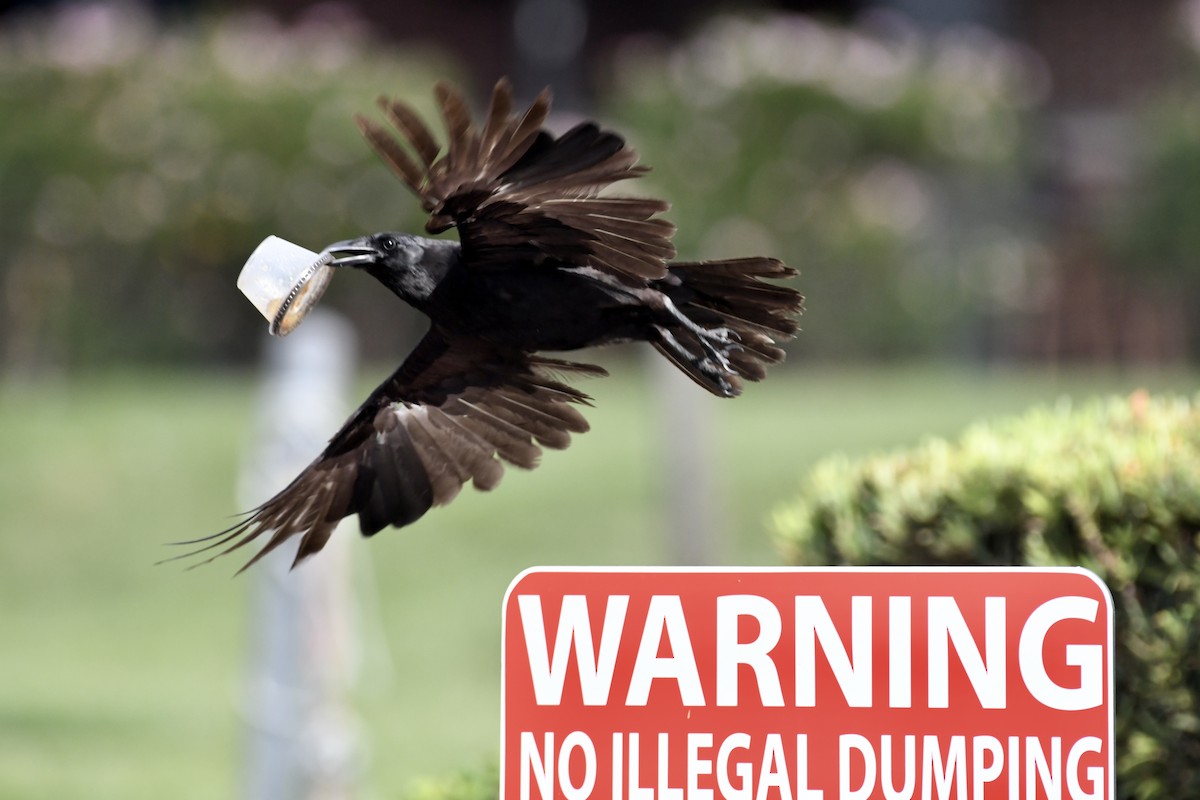Fish Crow - ML638360762