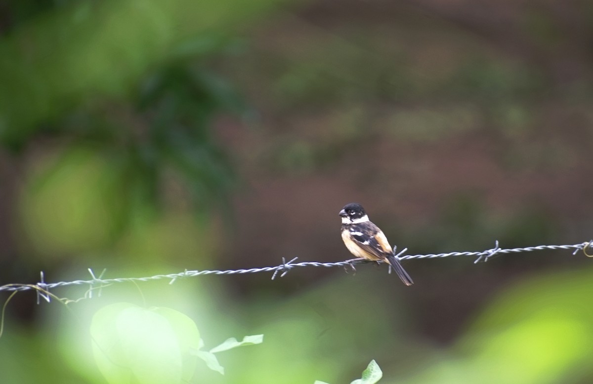 Morelet's Seedeater - ML638360771