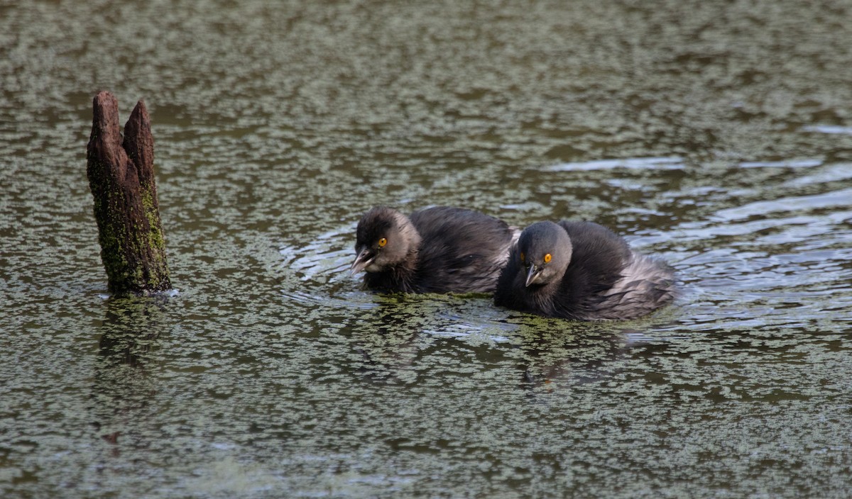 Least Grebe - ML638360775