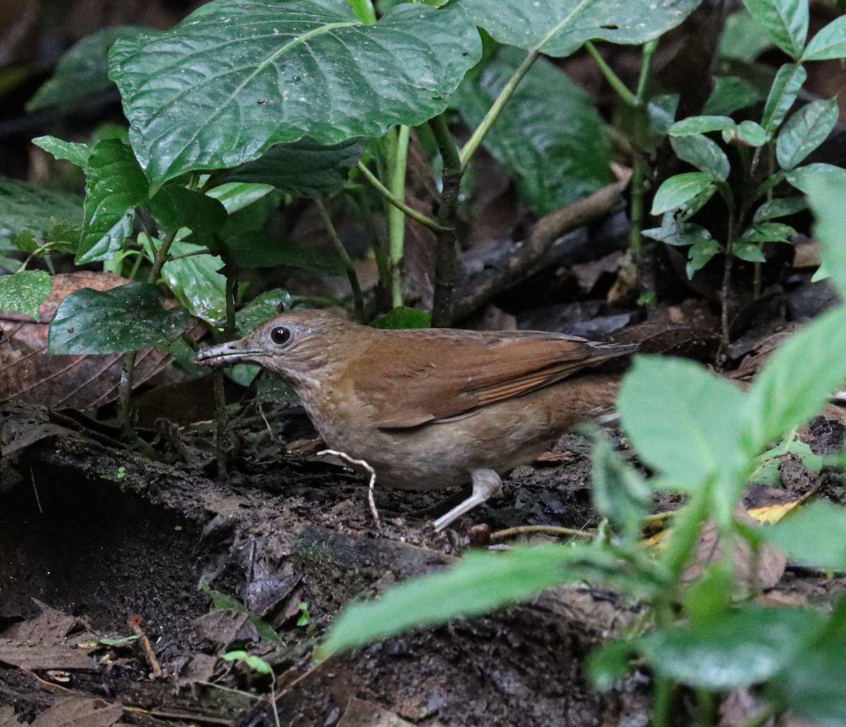 Cocoa Thrush - ML638360776