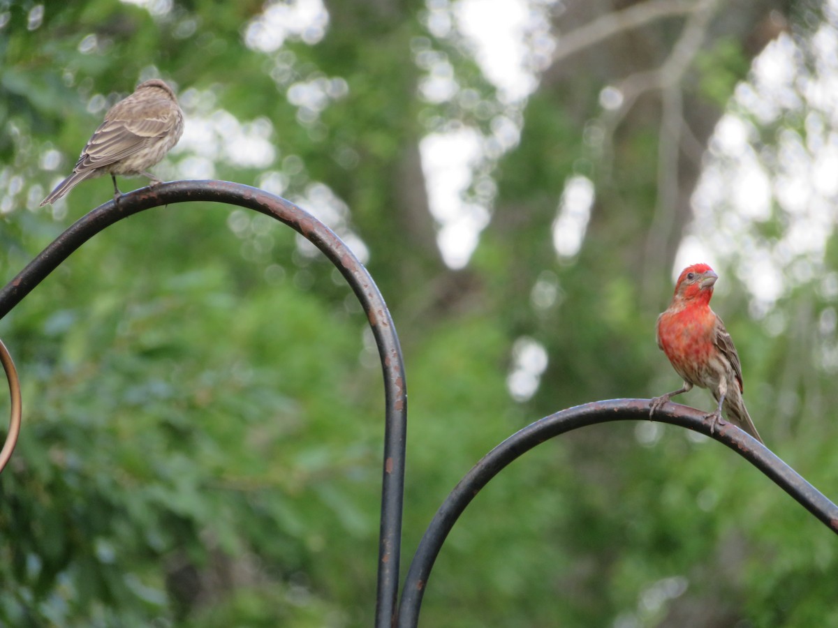 House Finch - ML638360779