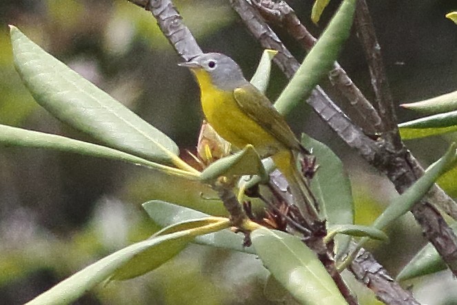 Nashville Warbler - ML638360782