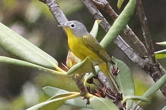 Nashville Warbler - ML638360783