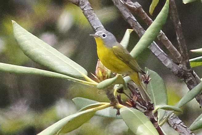 Nashville Warbler - ML638360784