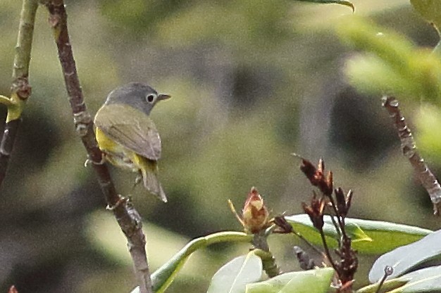 Nashville Warbler - ML638360785