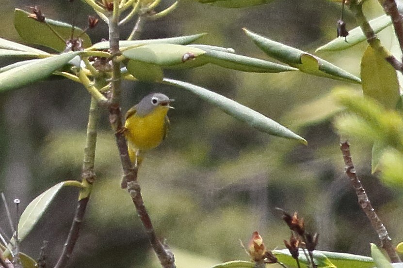 Nashville Warbler - ML638360786