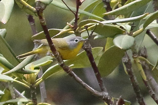 Nashville Warbler - ML638360788