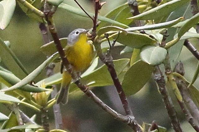 Nashville Warbler - ML638360789