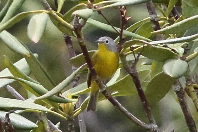 Nashville Warbler - ML638360791