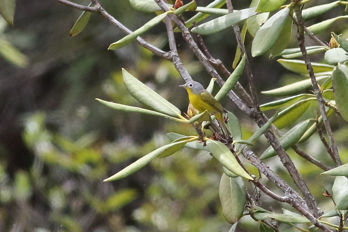 Nashville Warbler - ML638360793