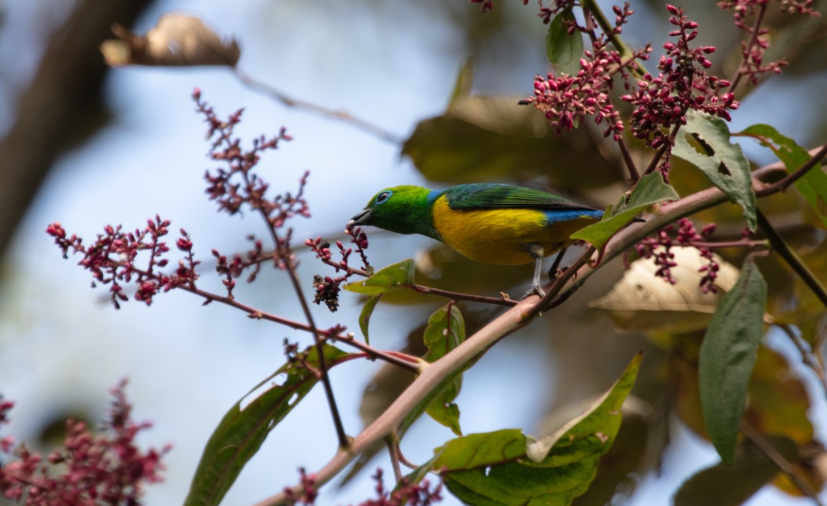 Blue-naped Chlorophonia - ML638360794