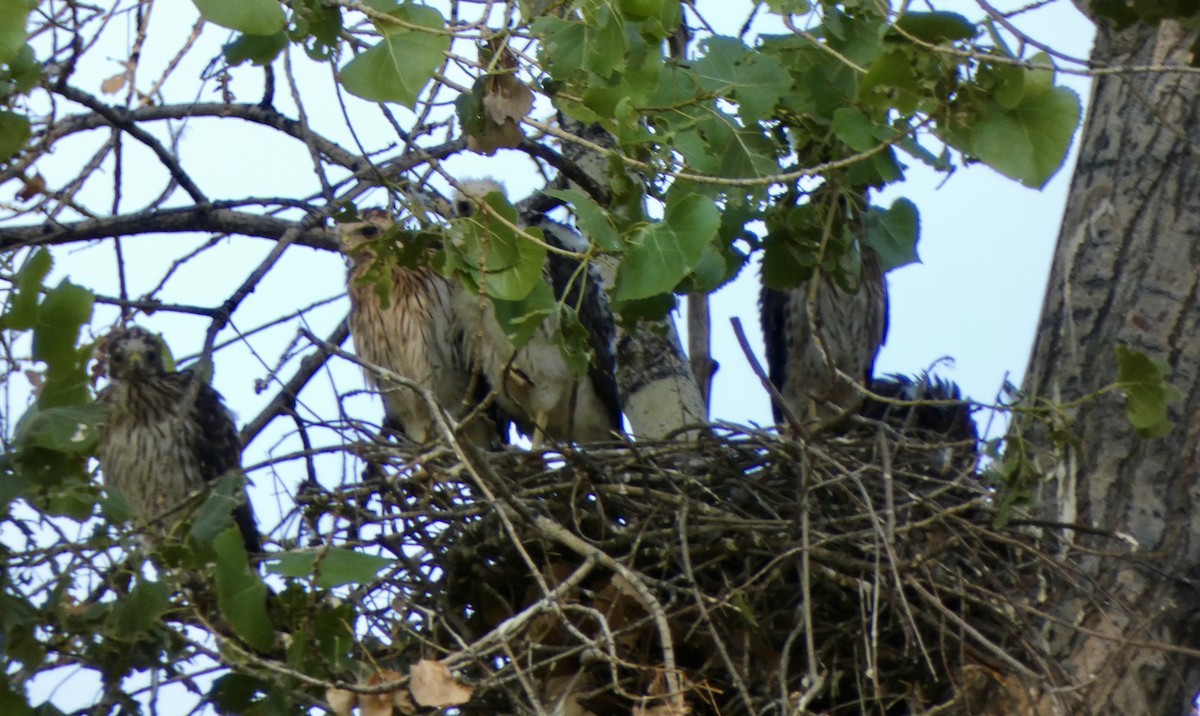 Cooper's Hawk - ML638360796