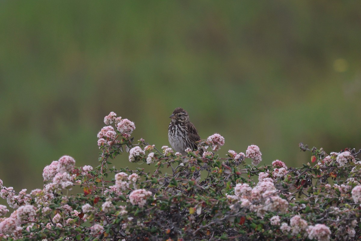 Savannah Sparrow - ML638360797