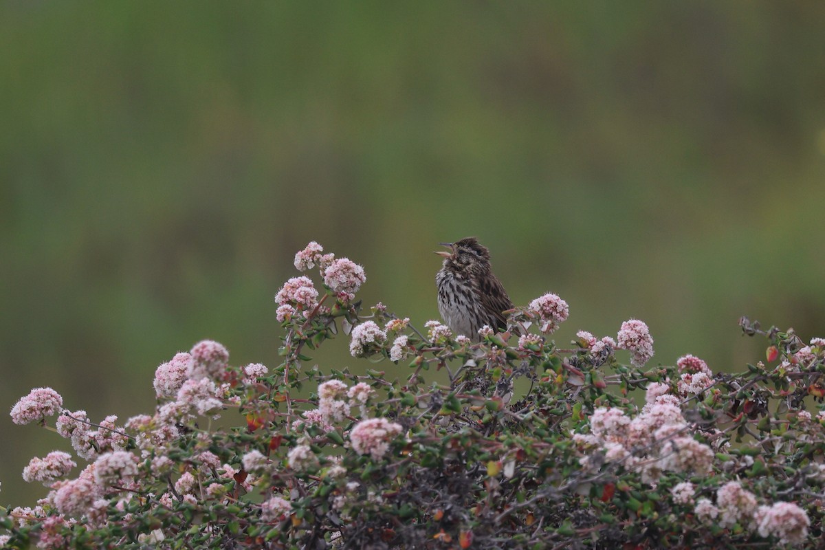 Savannah Sparrow - ML638360798