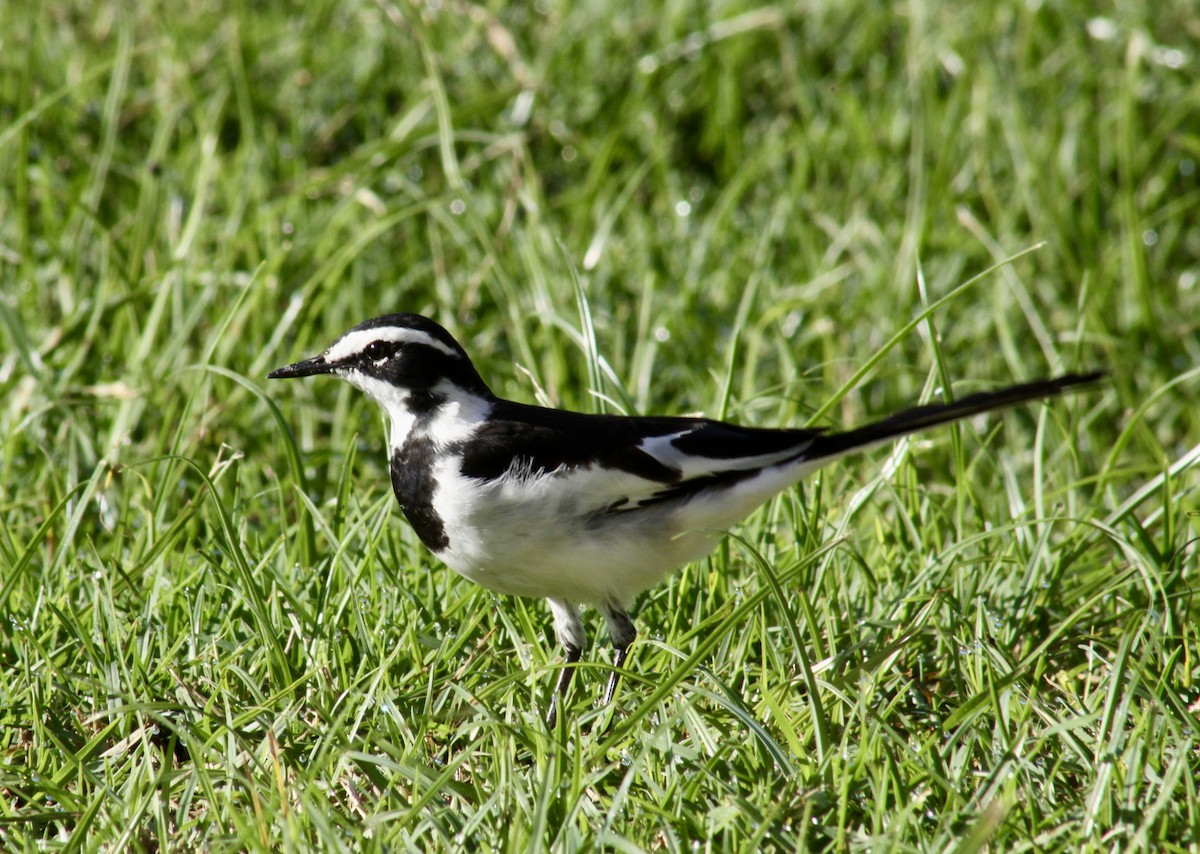African Pied Wagtail - ML638360800