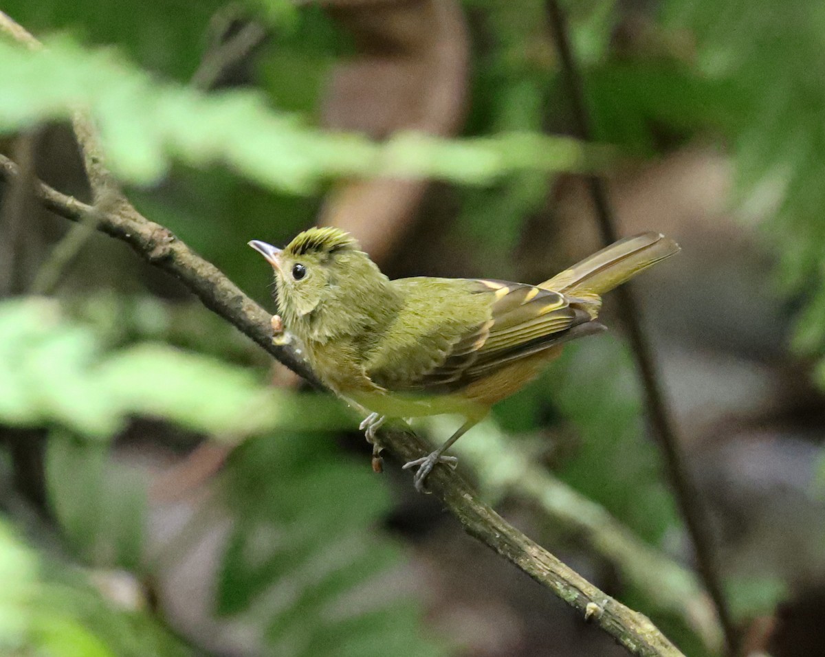 Ochre-bellied Flycatcher - ML638360801