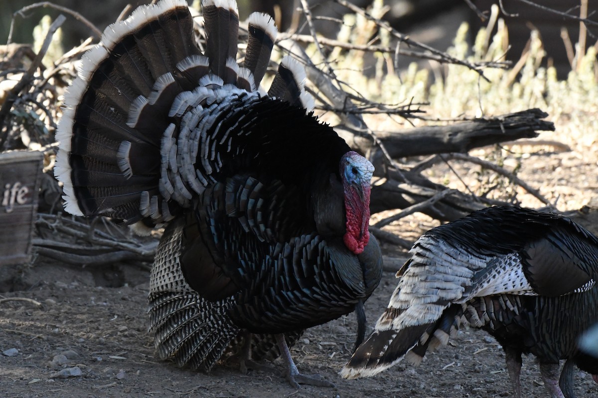 Wild Turkey - ML638360802