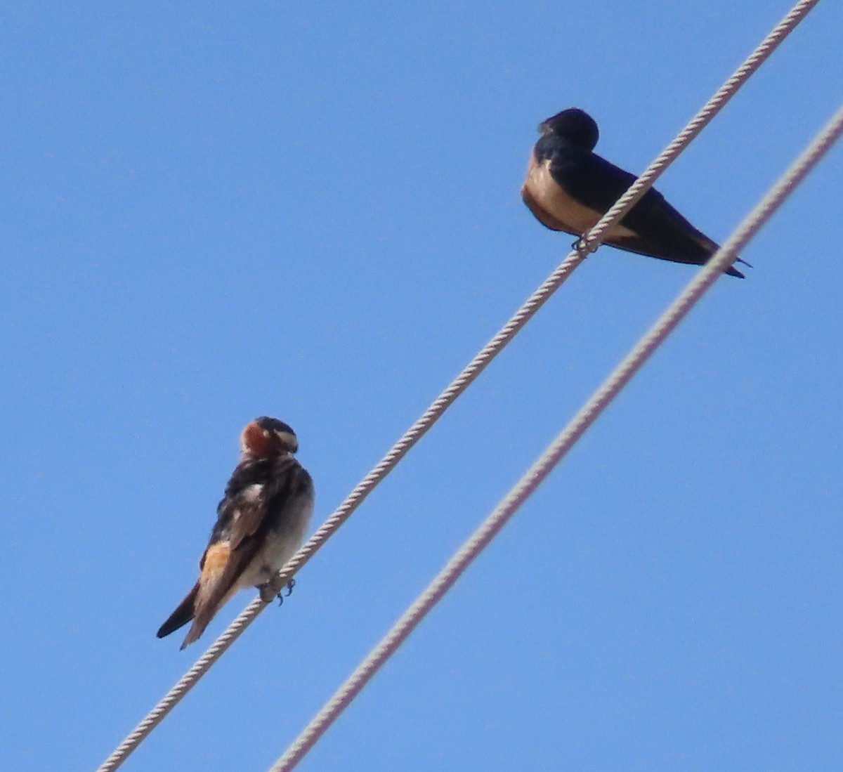 Cliff Swallow - ML638360807