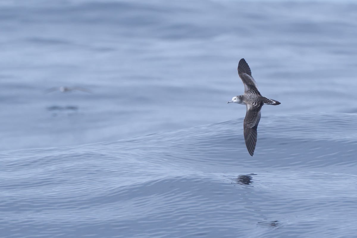 Streaked Shearwater - ML638360809