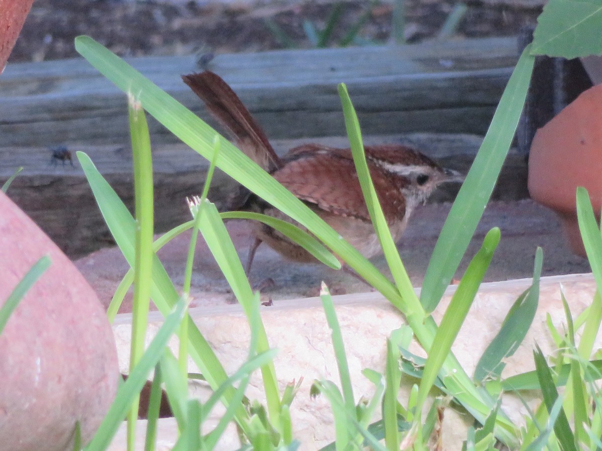 Carolina Wren - ML638360822