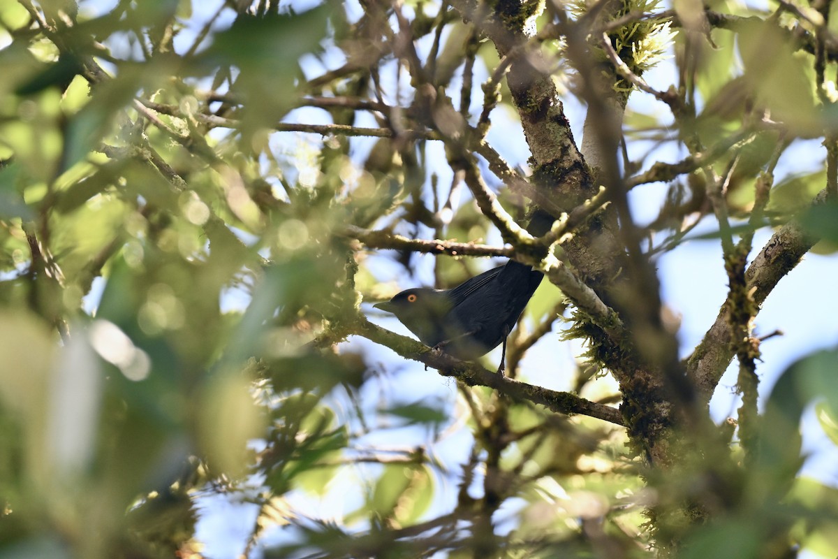 Deep-blue Flowerpiercer - ML638360827